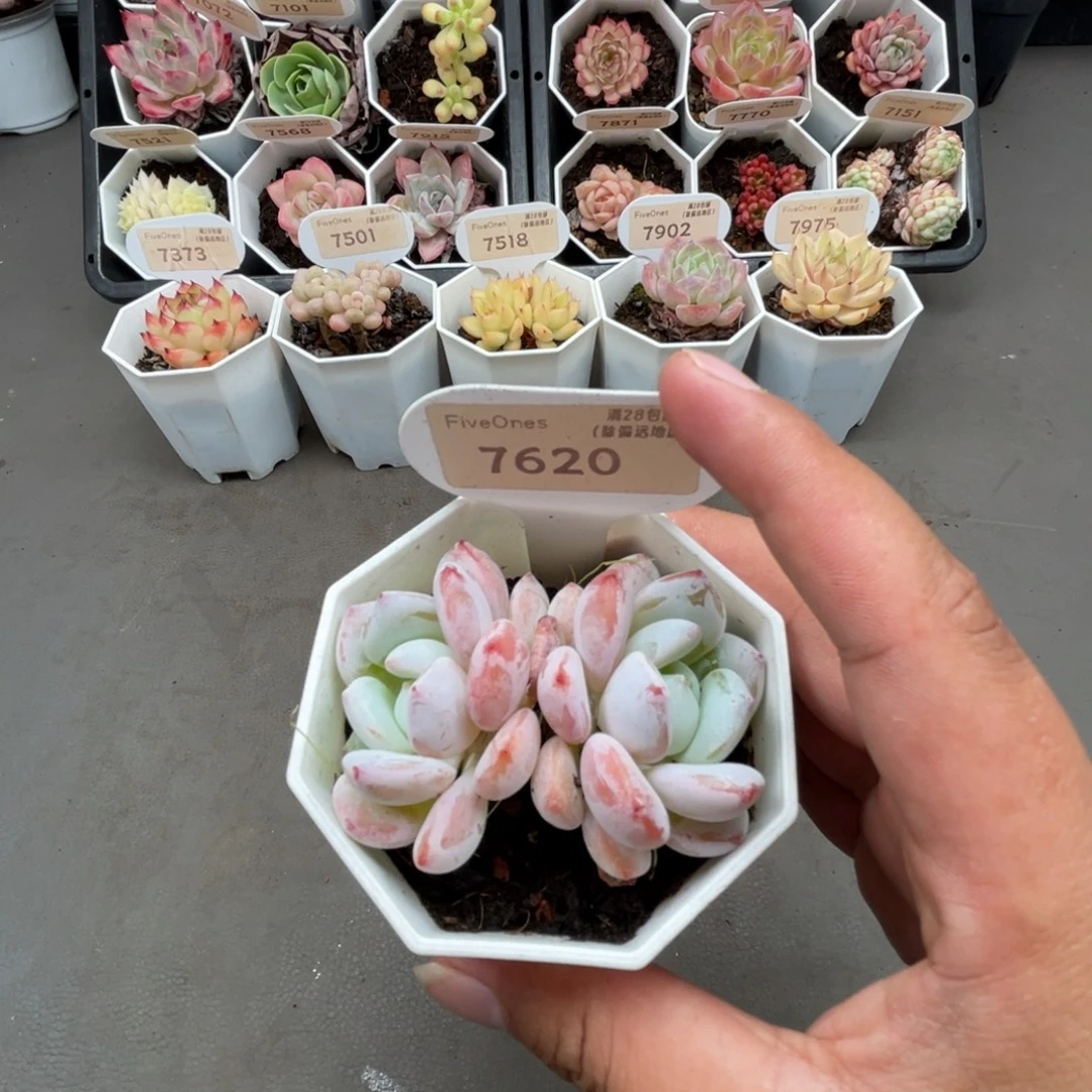 7620冷香 5.0厘米