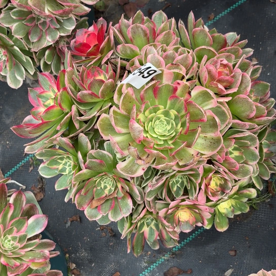 549海鲜多肉植物福利