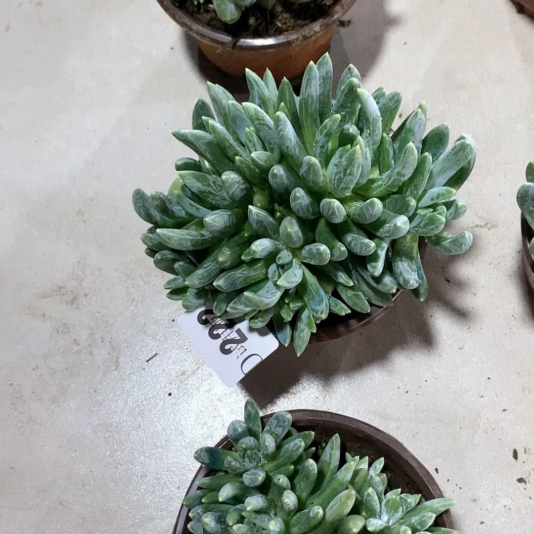 明**园222炫彩星多肉植物