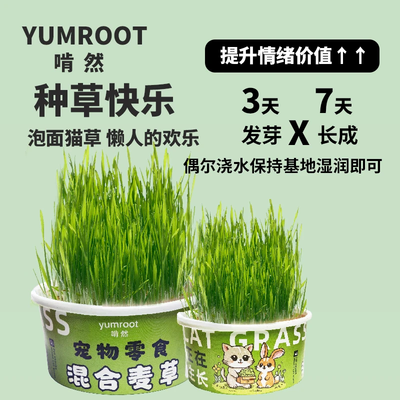【啃然】泡面猫草种植猫草盆栽懒人种植水培猫草幼猫咪助化毛排毛球