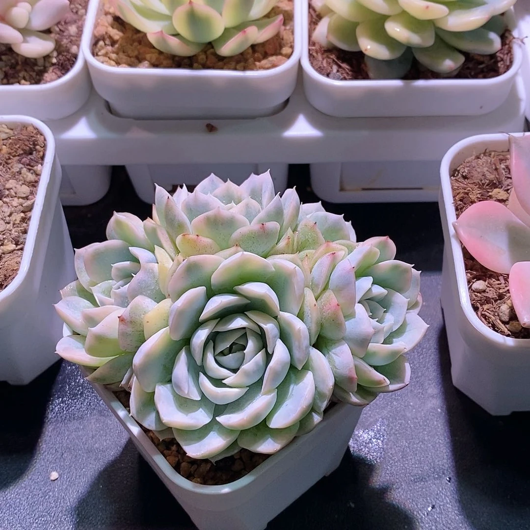 雪球锦多肉植物老桩