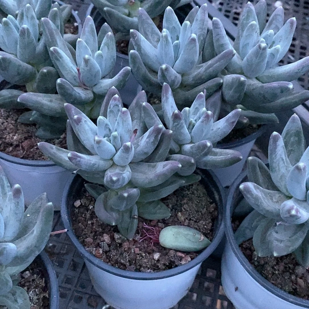 乌拉克拉双头1颗多肉植物