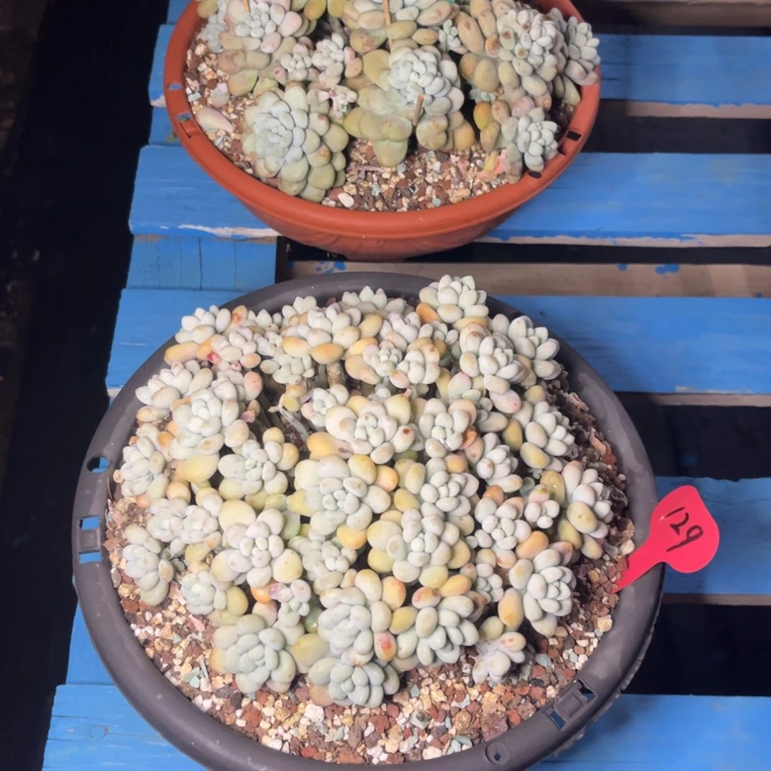 小雨多肉群生鱼子酱