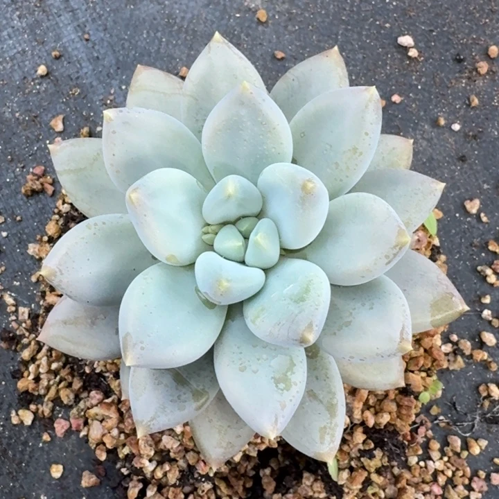 多肉植物哥特萝莉