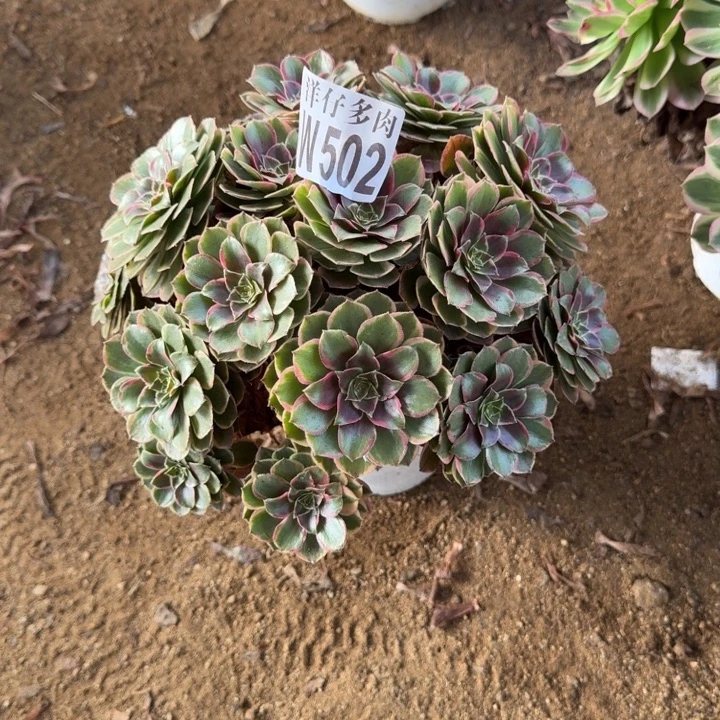 502粉花姚官服20左右2