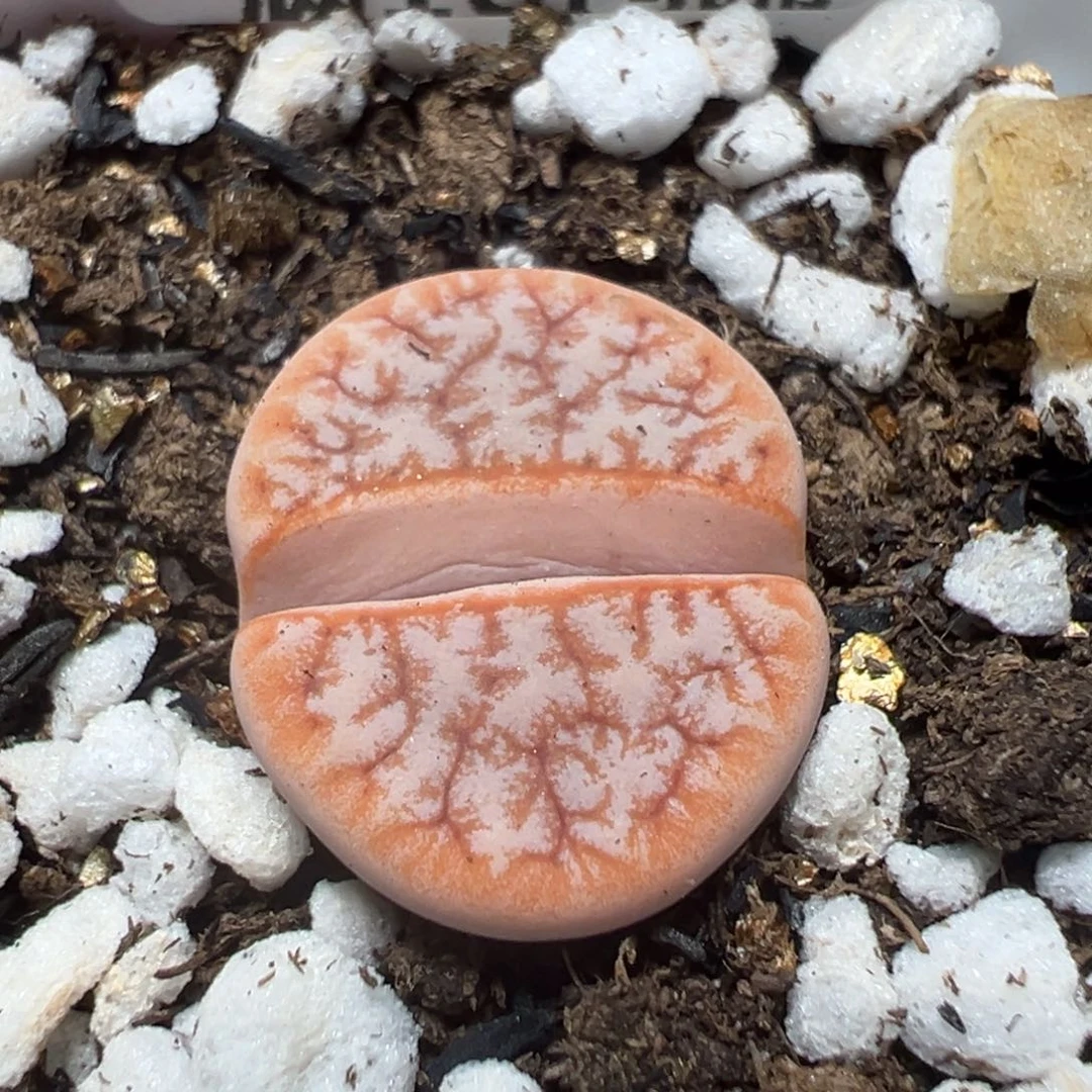 【闪购商品】 541。