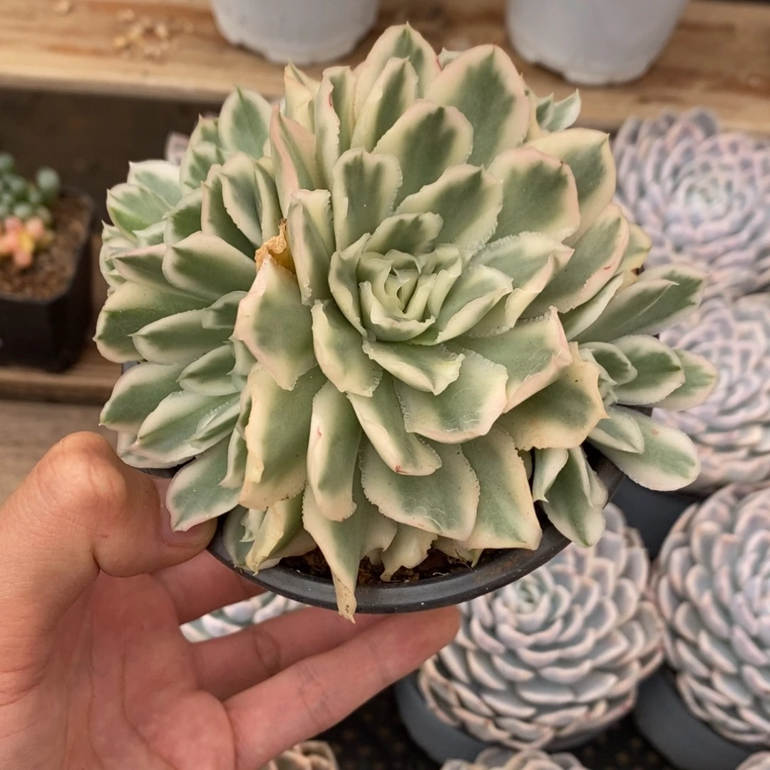 紫蝴蝶锦多肉植物6892
