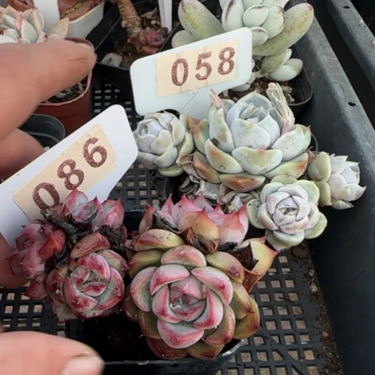 俊*86睫毛一物一拍多肉