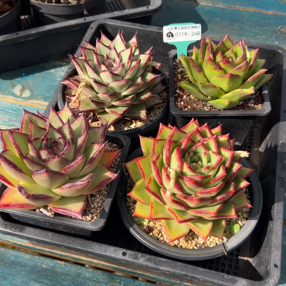 多肉精选编号0119.248