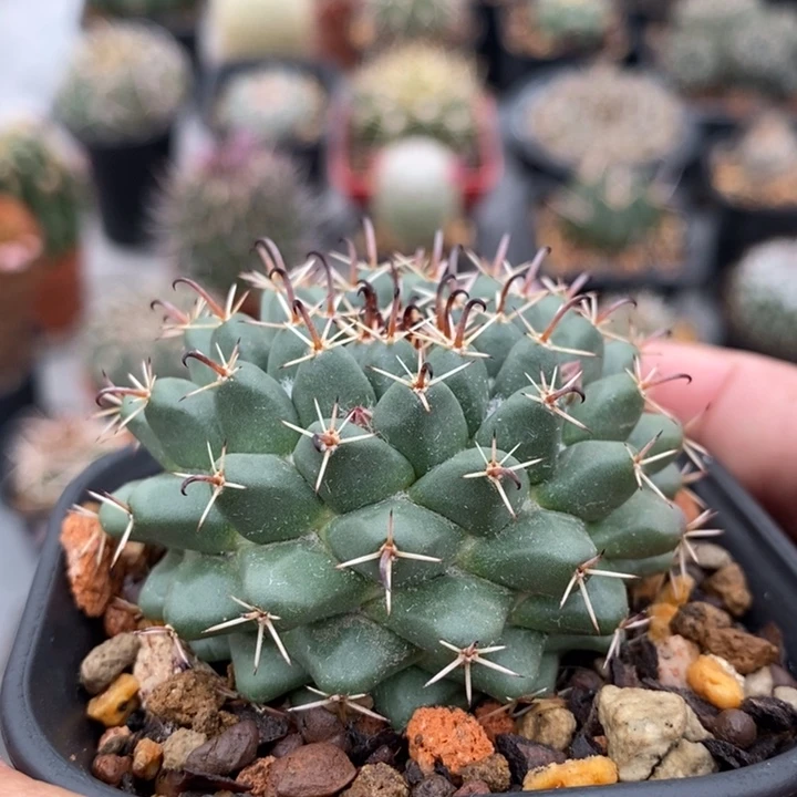 【闪购商品】707金刚石