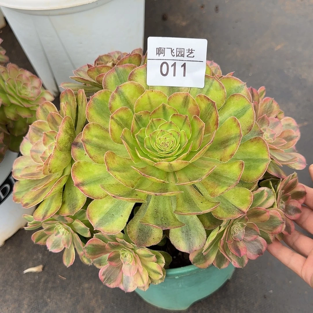 011多肉 雨荷法师福利