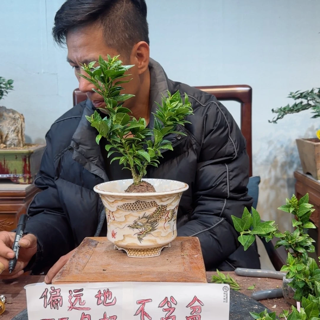 当前无花朵，栽培后可花朵柒**憶