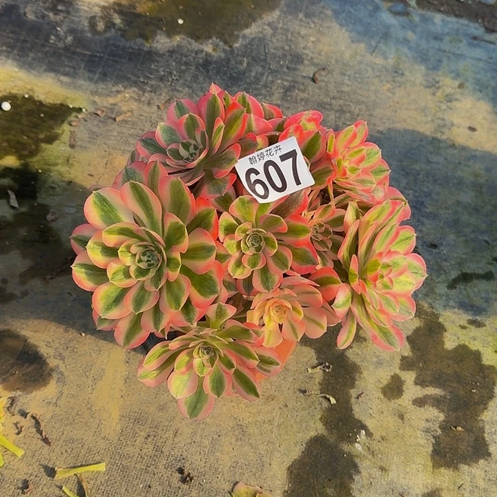 00000000000607女巫