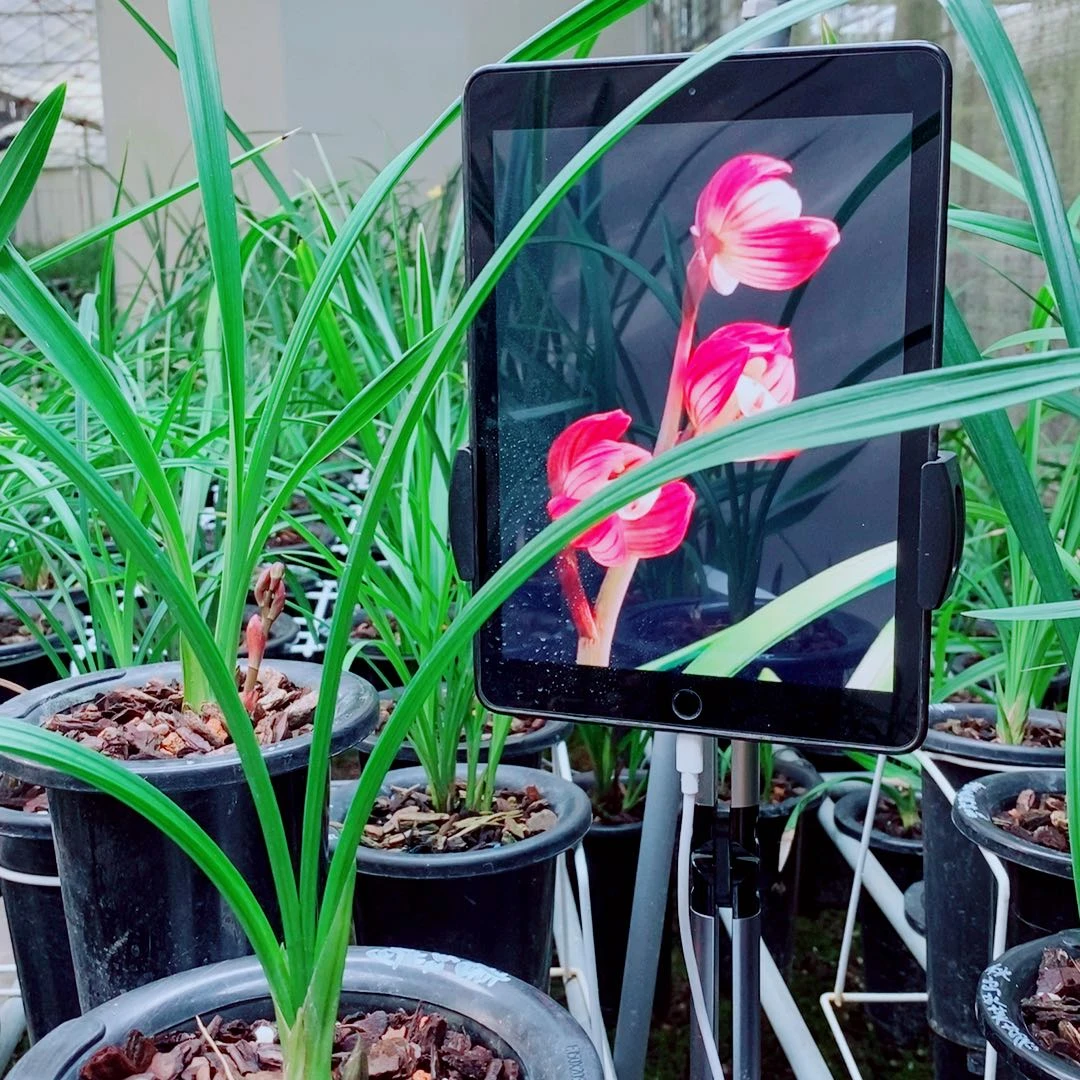 当前无花栽培后可以开花