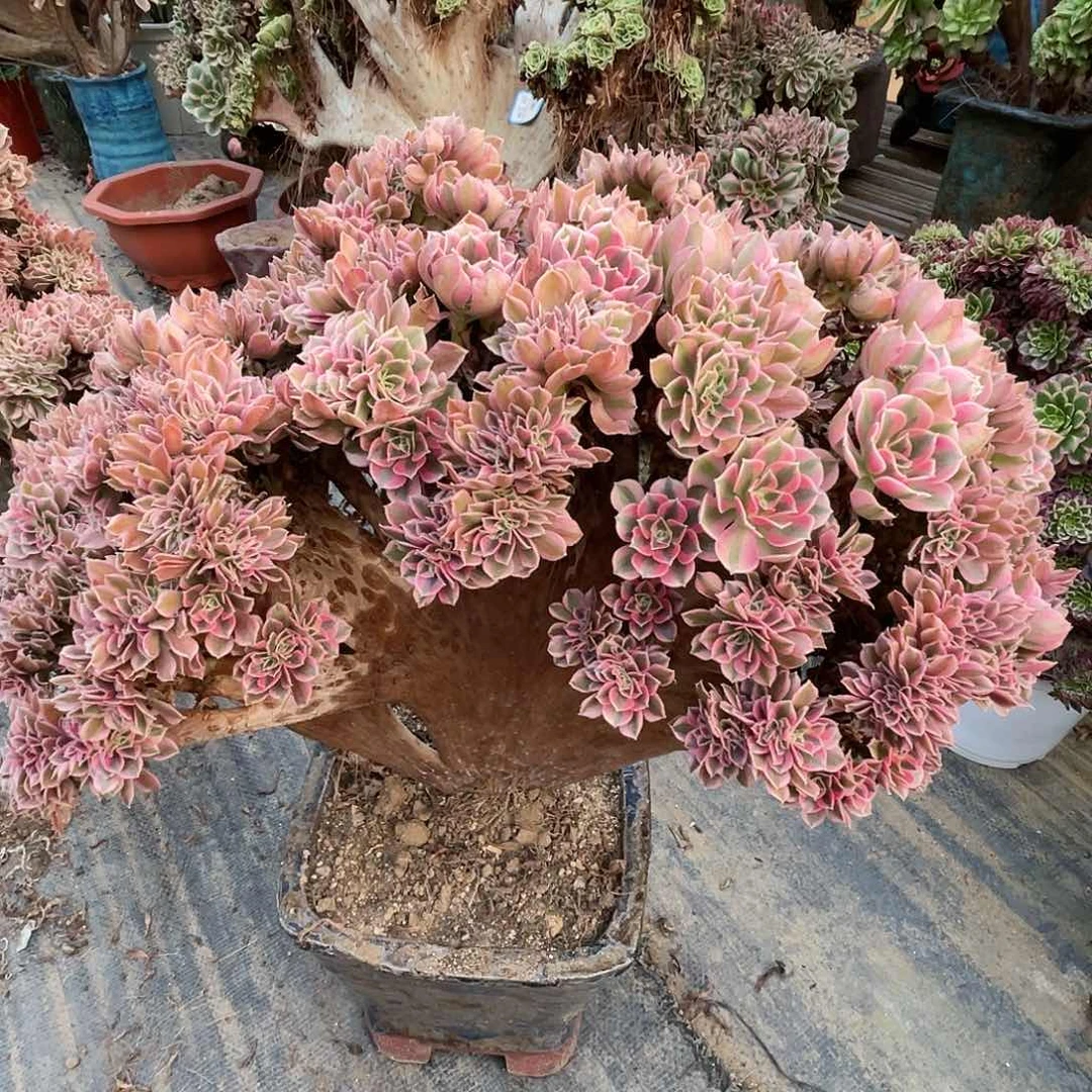 【闪购商品】无花朵粉女巫