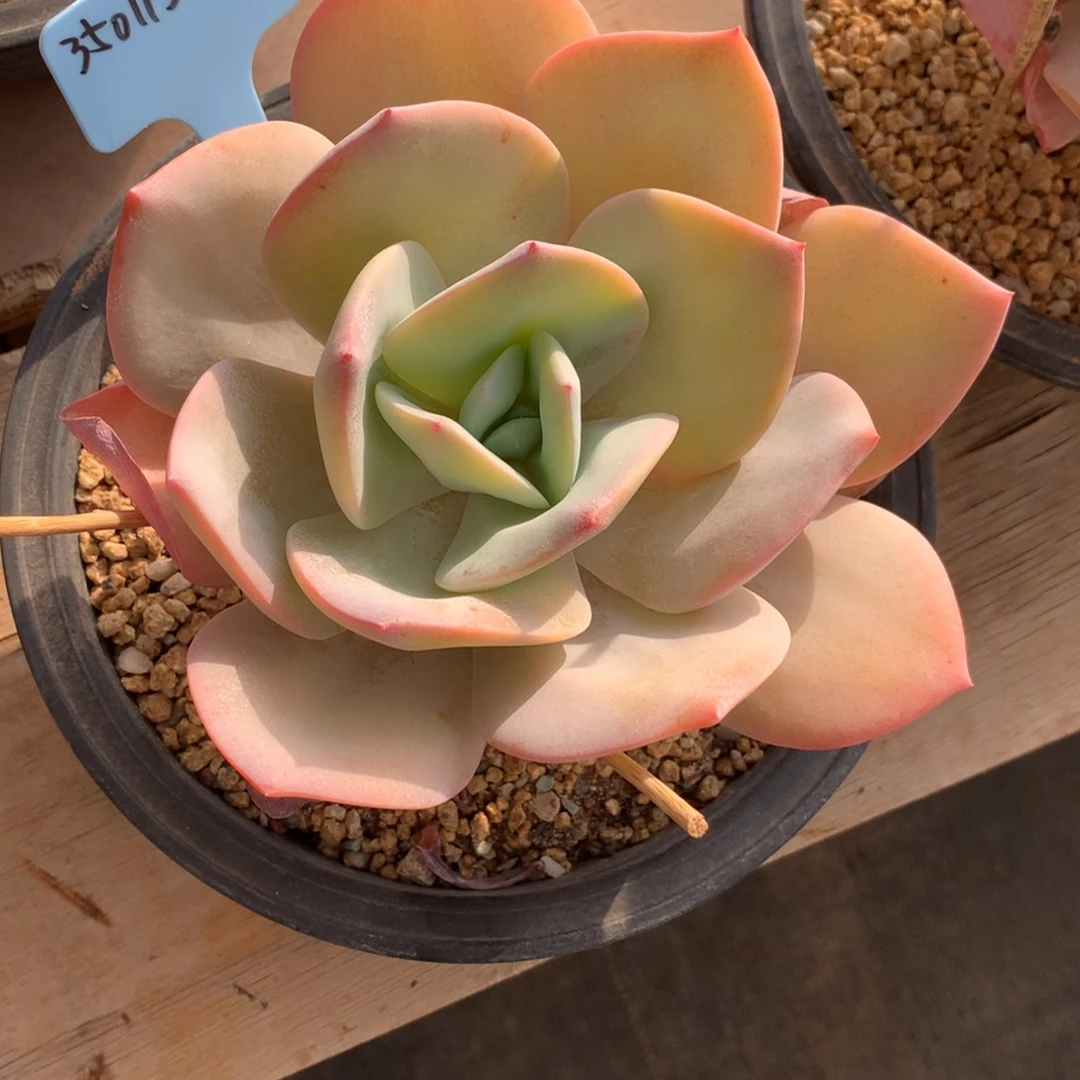 王***?350113-06白凤sp