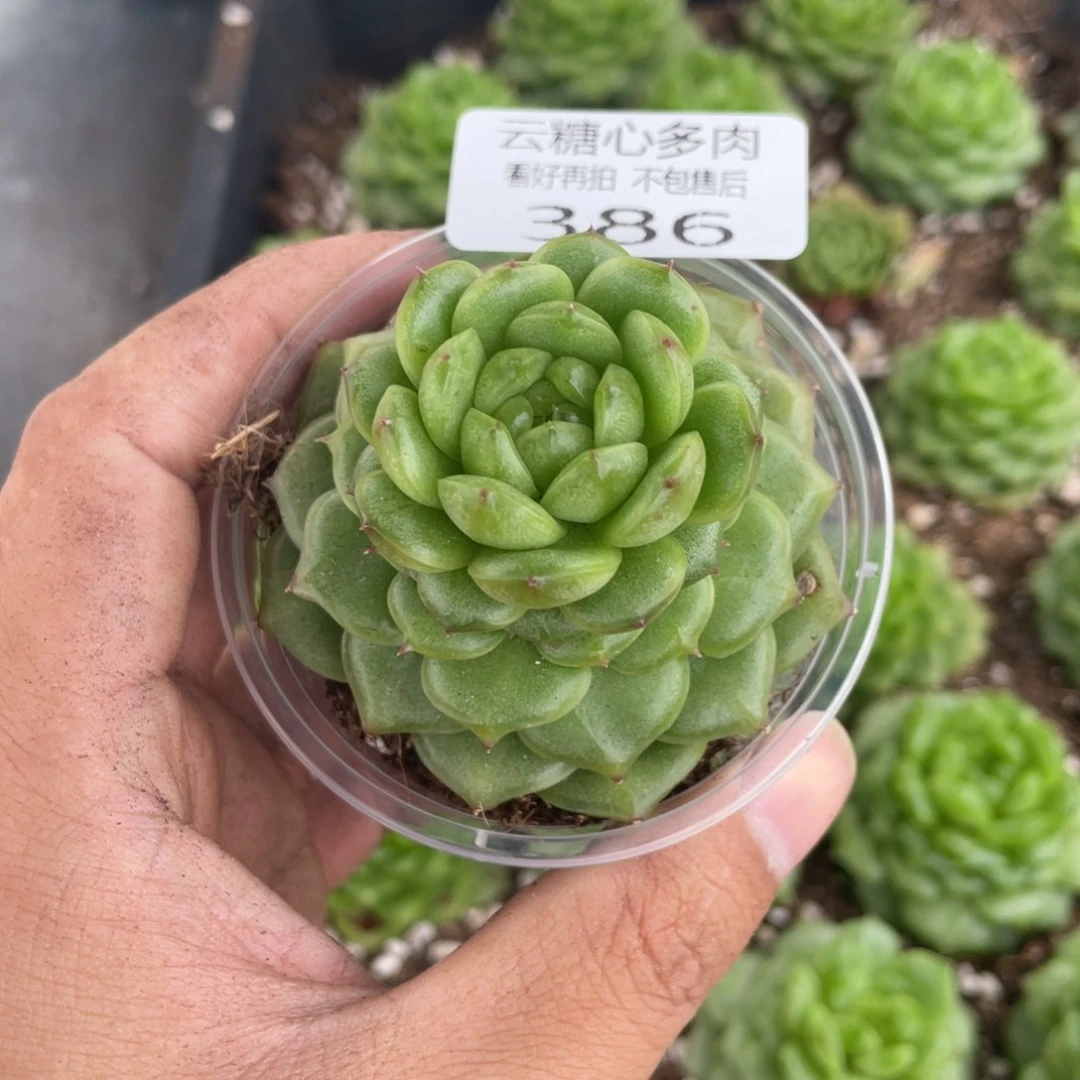 幸***x云糖心多肉植物386