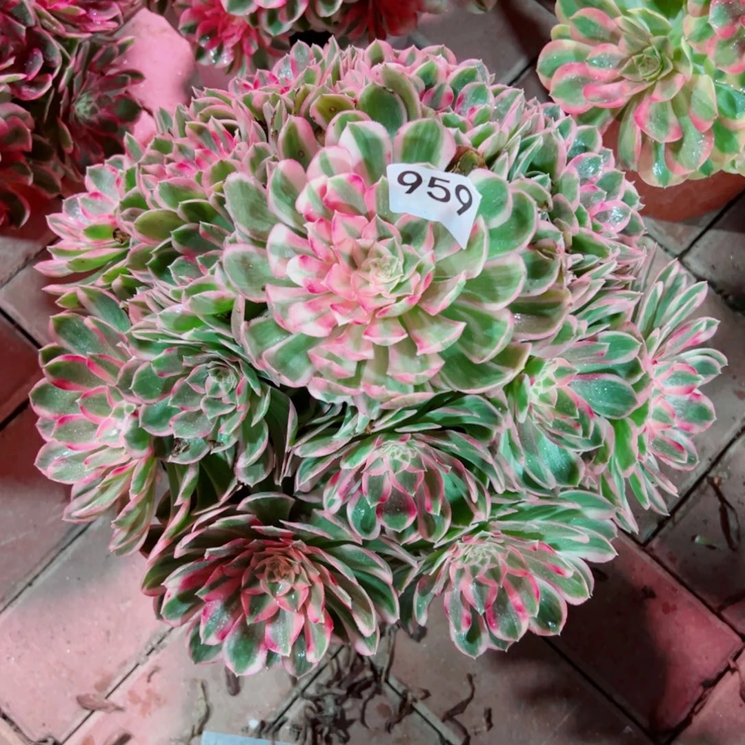 959孔雀翎法师多肉植物