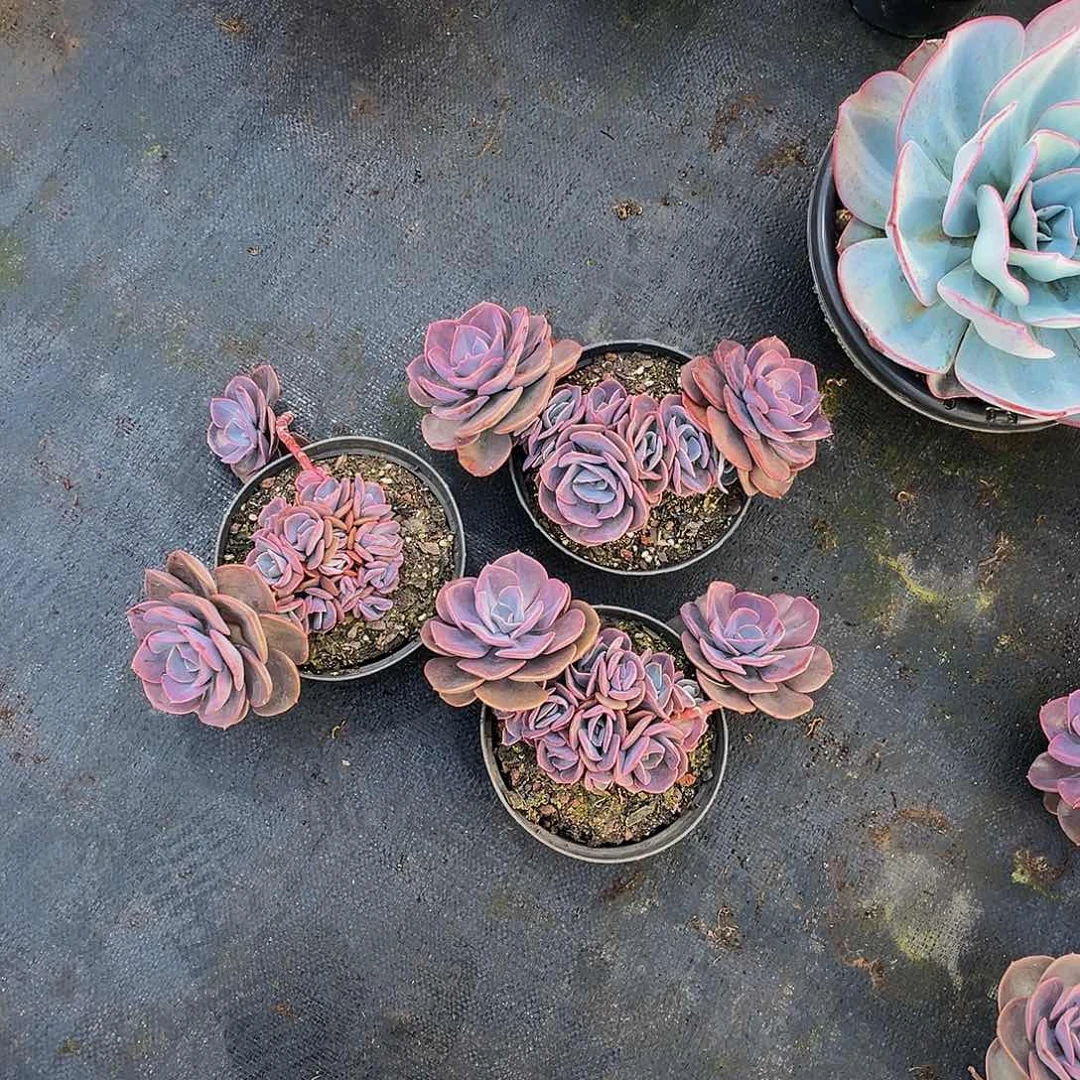 我***姐尘埃玫瑰3颗21018