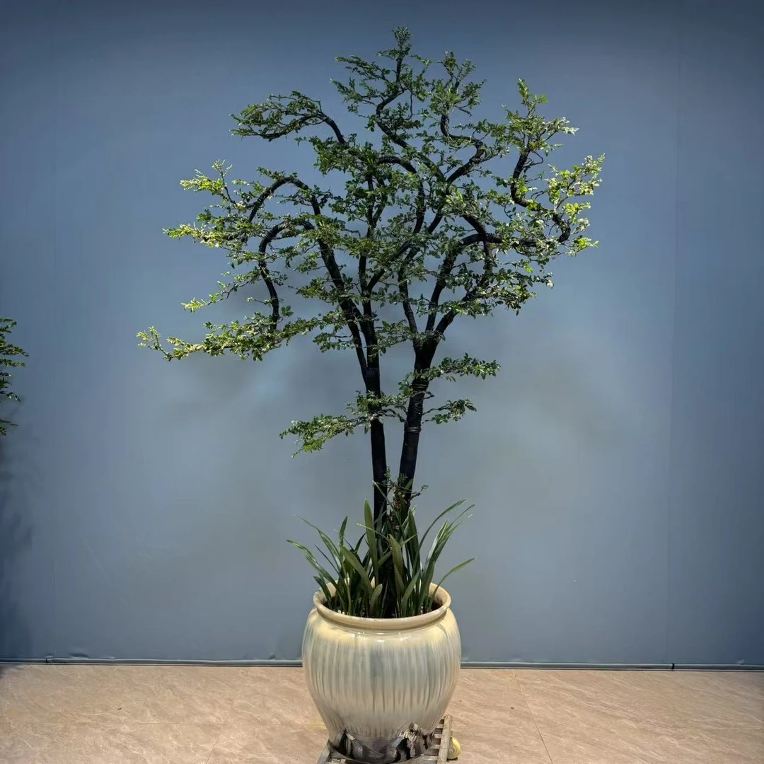 黑骨茶造型盆景室内好养高端盆栽室外庭院景观植物一物一拍