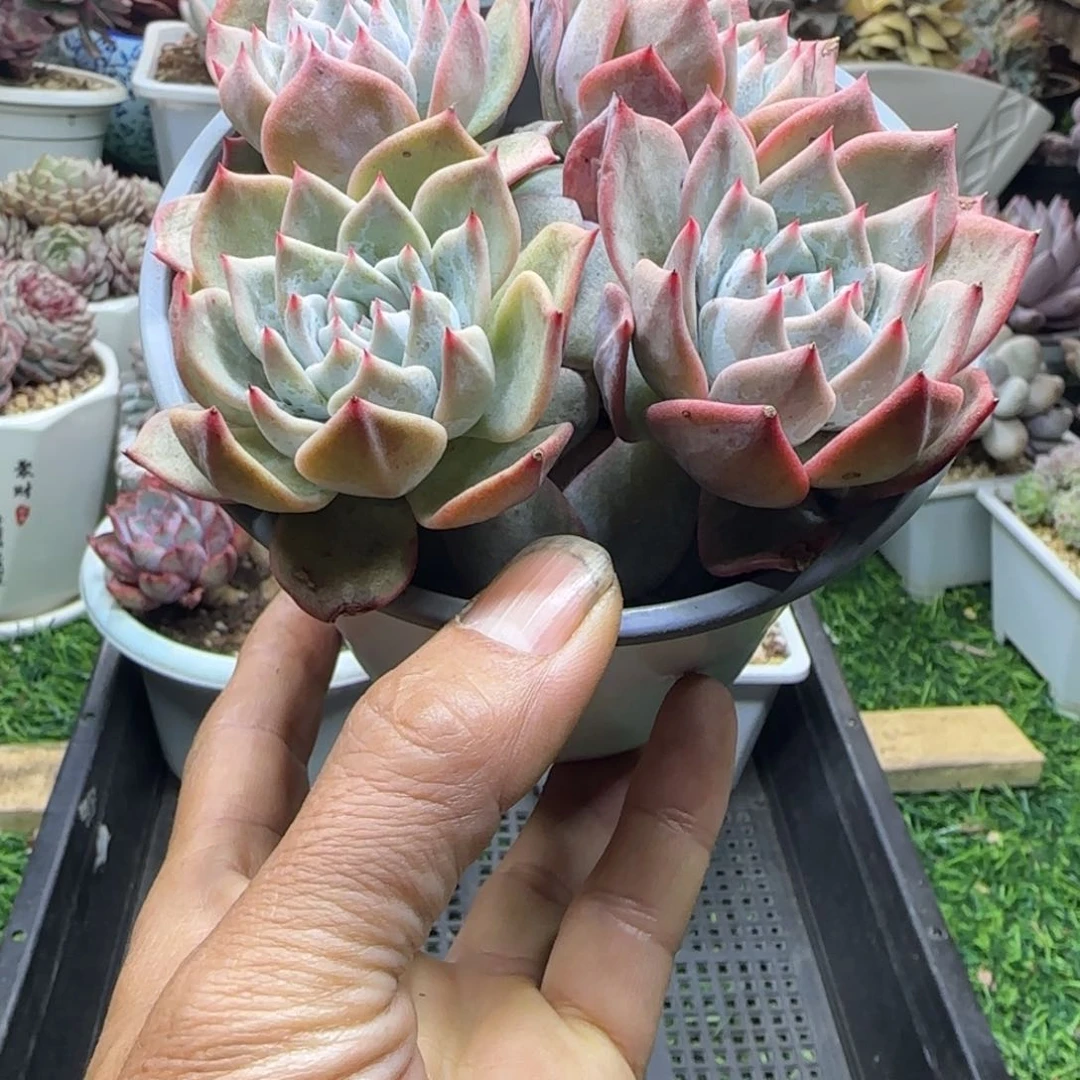 锦安精品多肉植物209