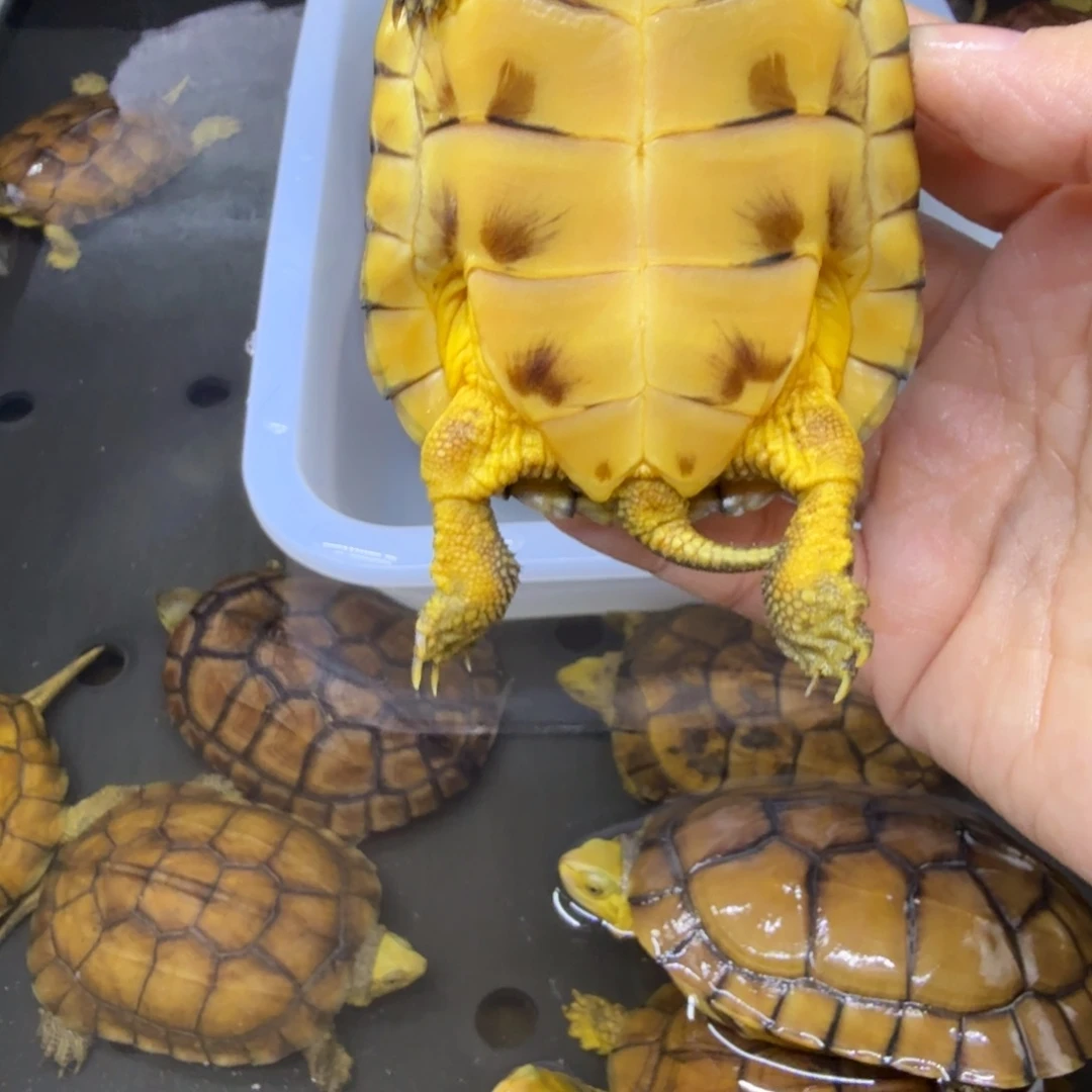 藏***员公母搭配宠物龟背甲8.5