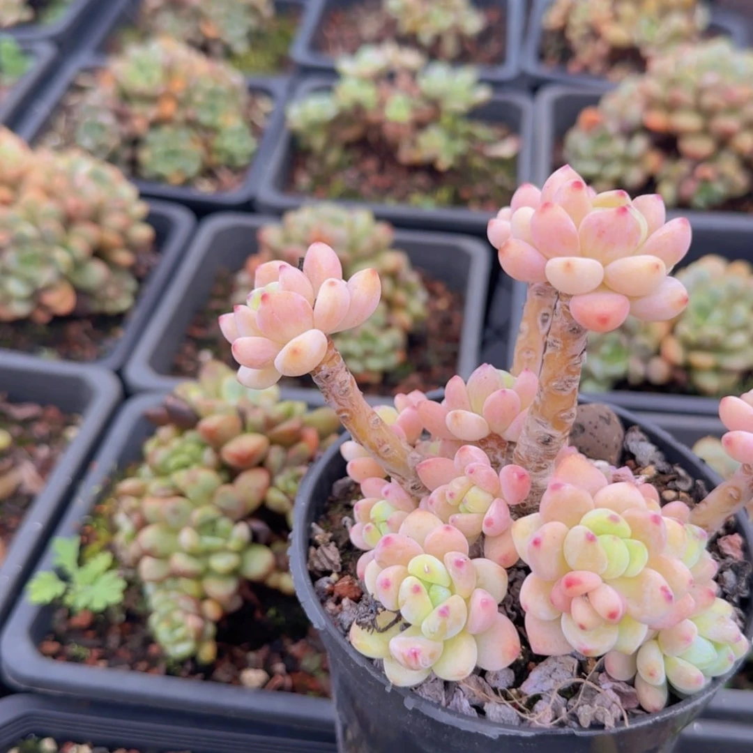 【闪购商品】樱花罗琦9.9