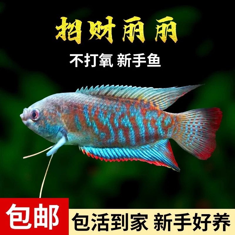 招财丽丽鱼小型热带淡水观赏鱼新手好养耐活不打氧鱼观赏鱼