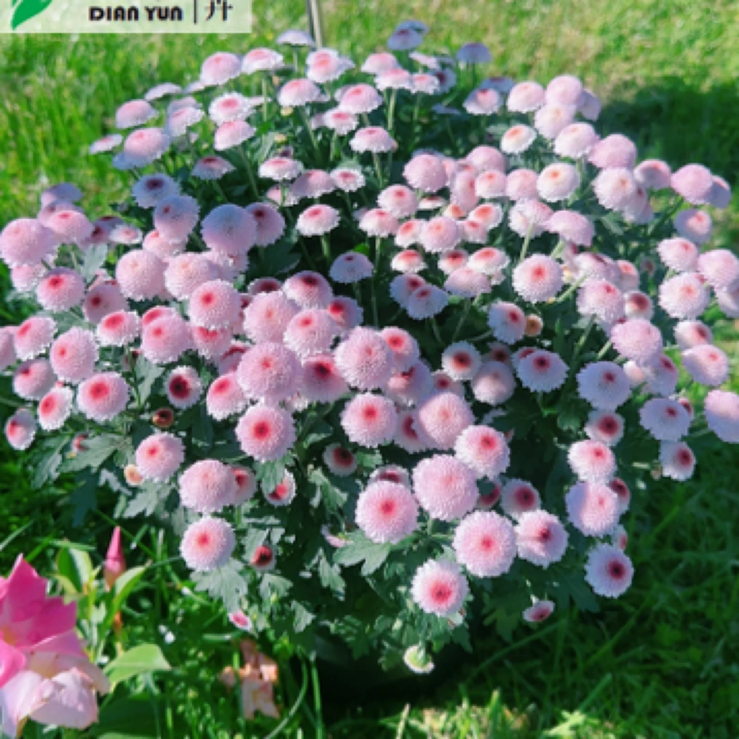珠玉之卵菊花盆栽阳台庭院小雏菊美观净化空气 基地发货 原盆原土