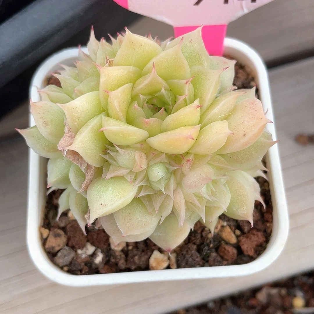 安**好优选麦秆精品714