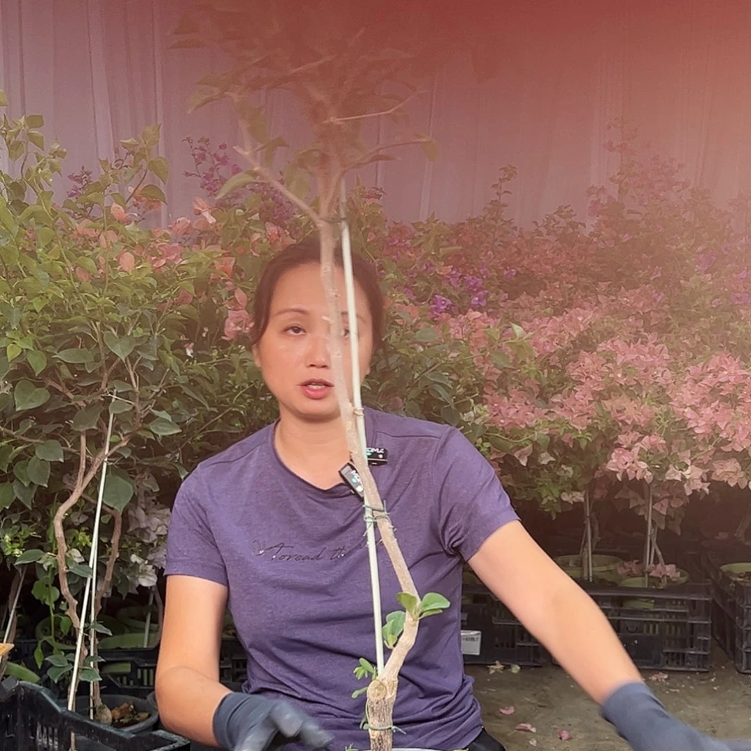 如****大部分花苞少量开放B69卡亚塔