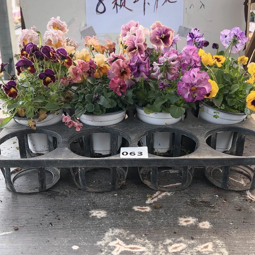 【闪购商品】063号