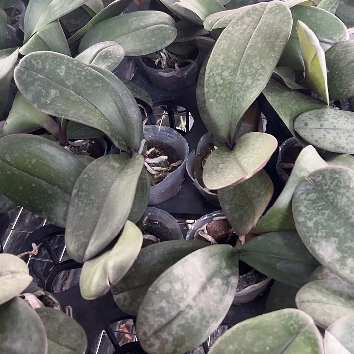 奎松产区西雷利2.8寸碳棉质料