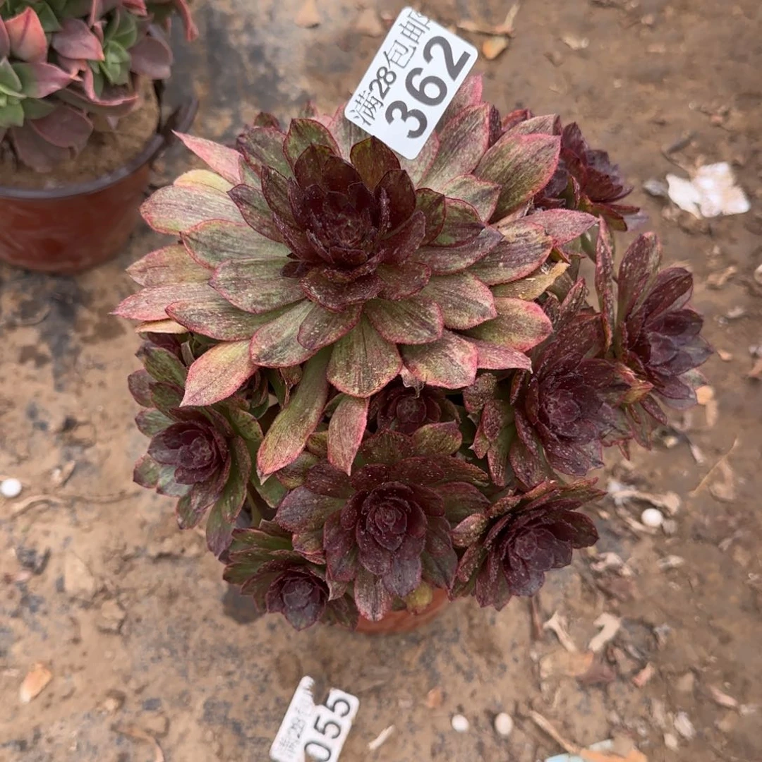 红丝绒多肉362满28包邮断枝不包