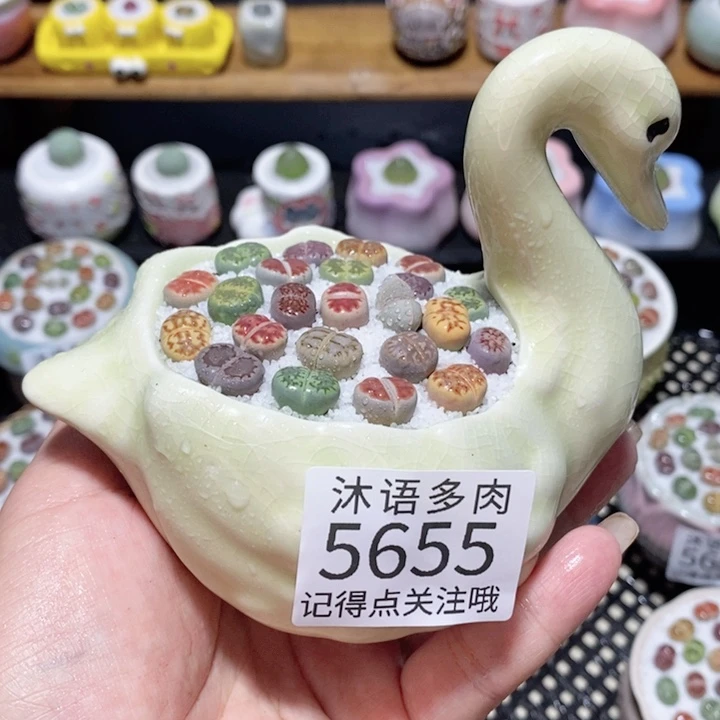 带盆土植物 一物一拍5655