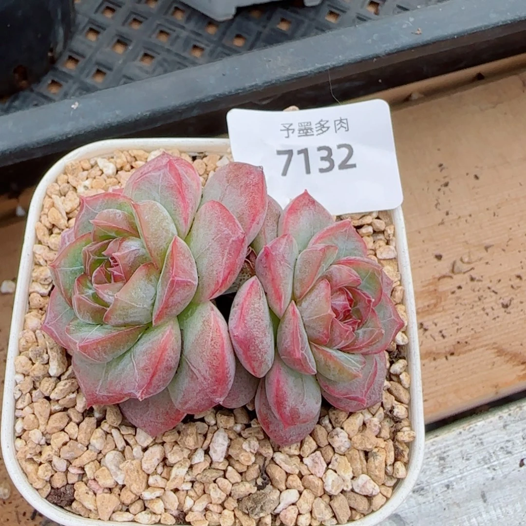 紫罗兰仙子，7132多肉植物