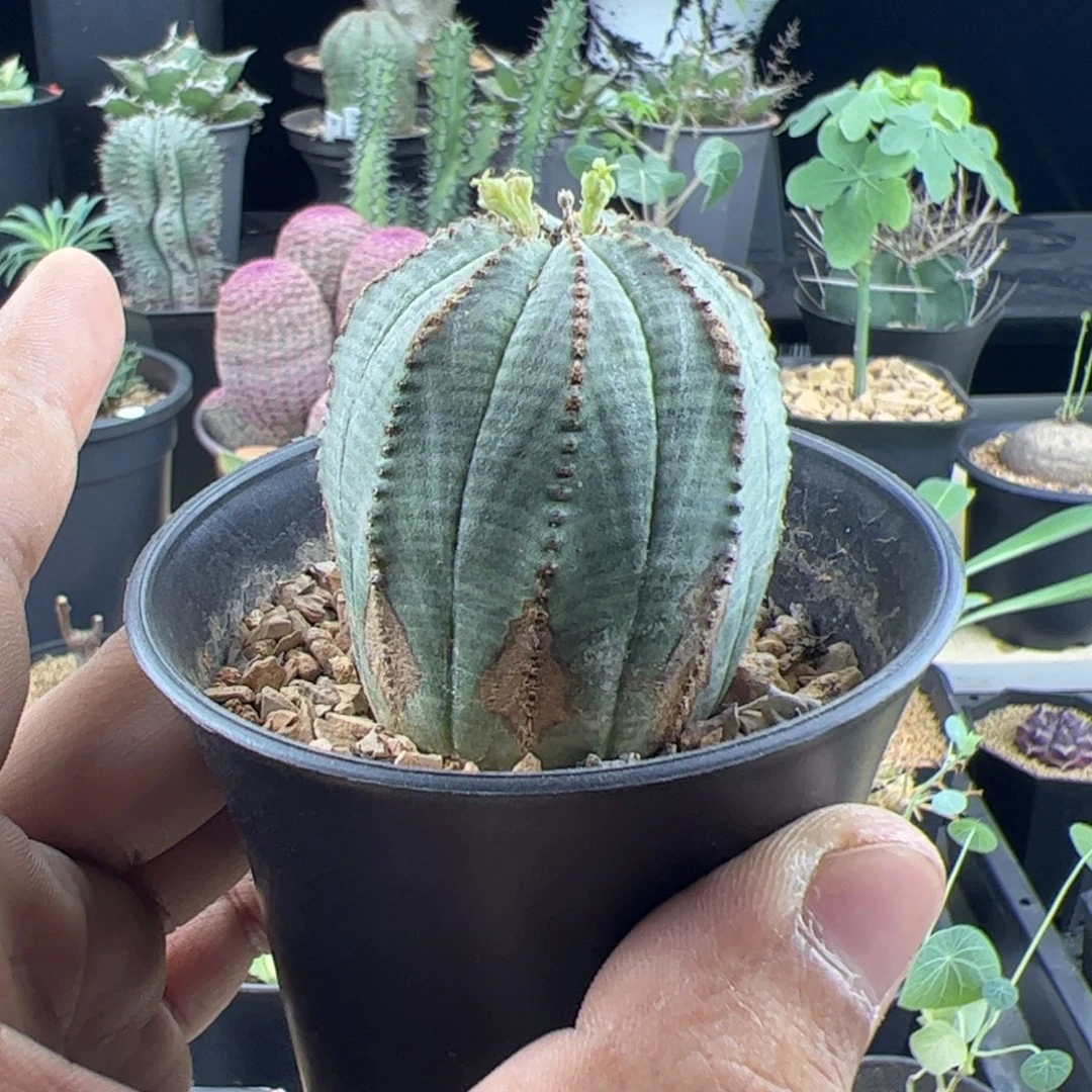 锈斑布纹球4.3一物一拍带盆发