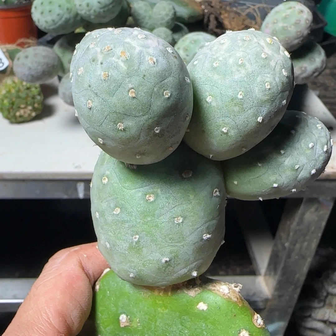 无花朵进口圆球龙鳞五头039