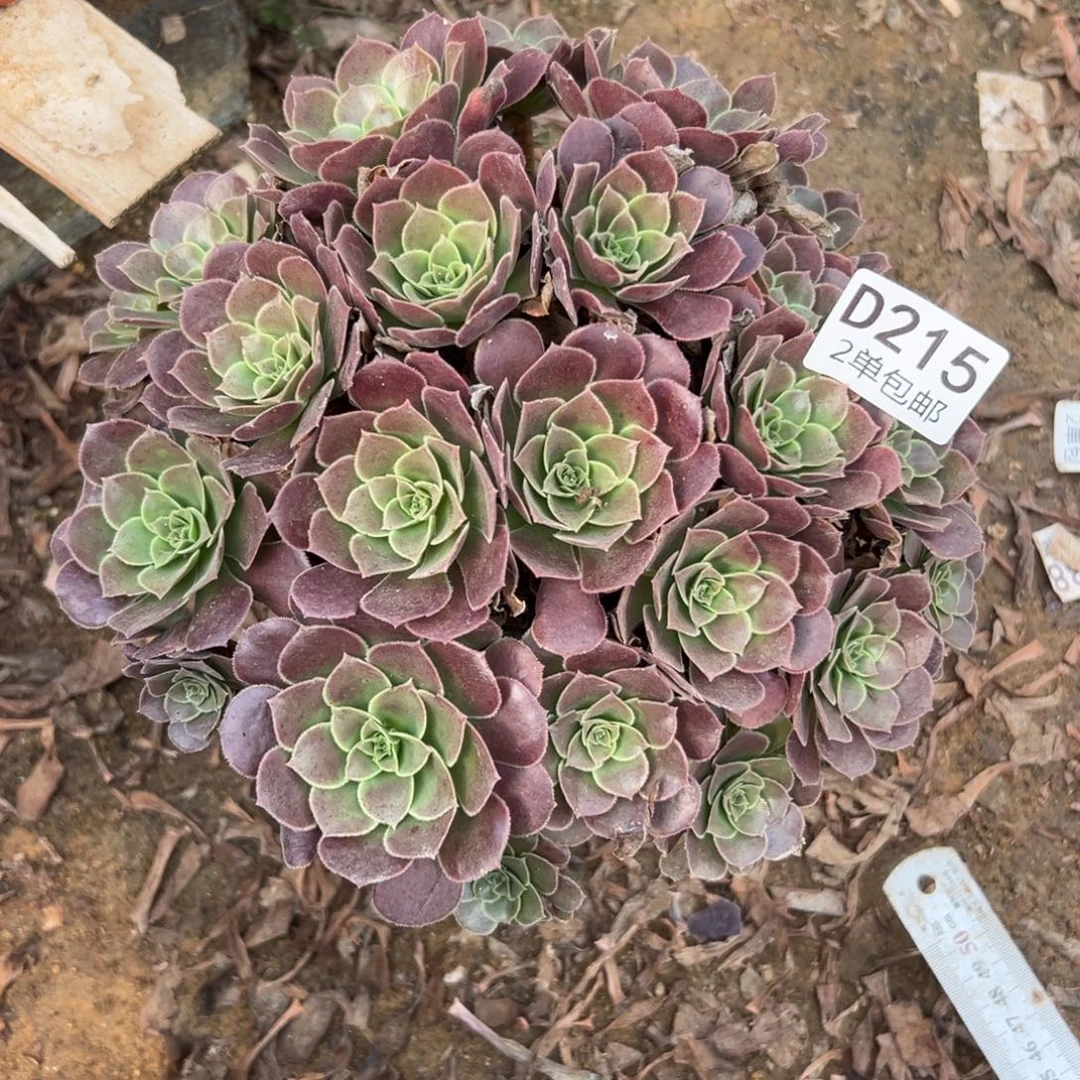 215多肉  荷兰玫瑰不包断头