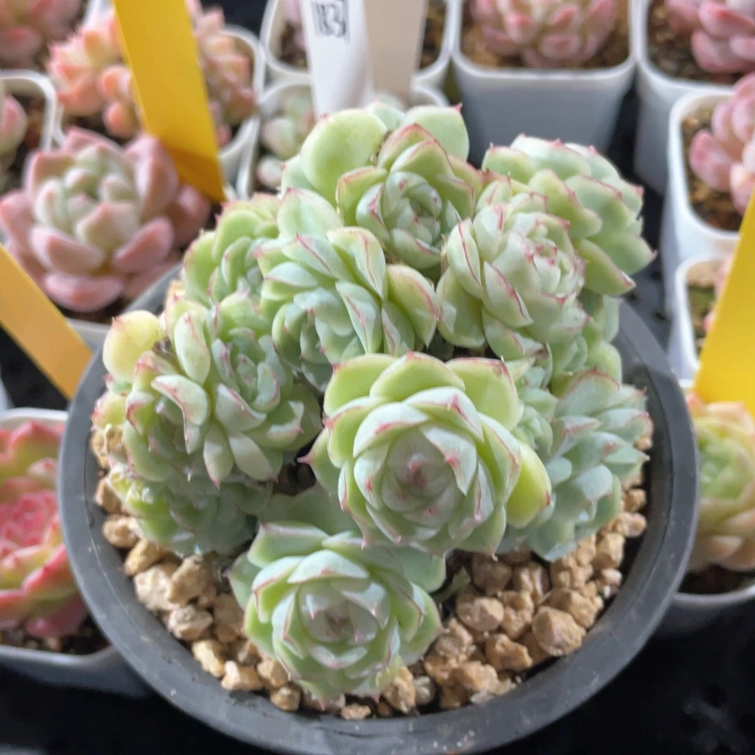 优选蕾丝边女王1216