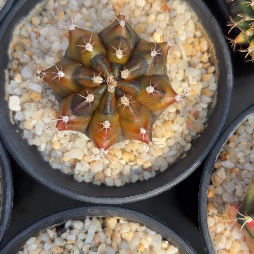 22-0105泰国发货多肉