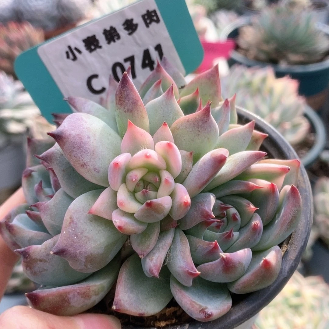 741锦锦锦锦锦锦