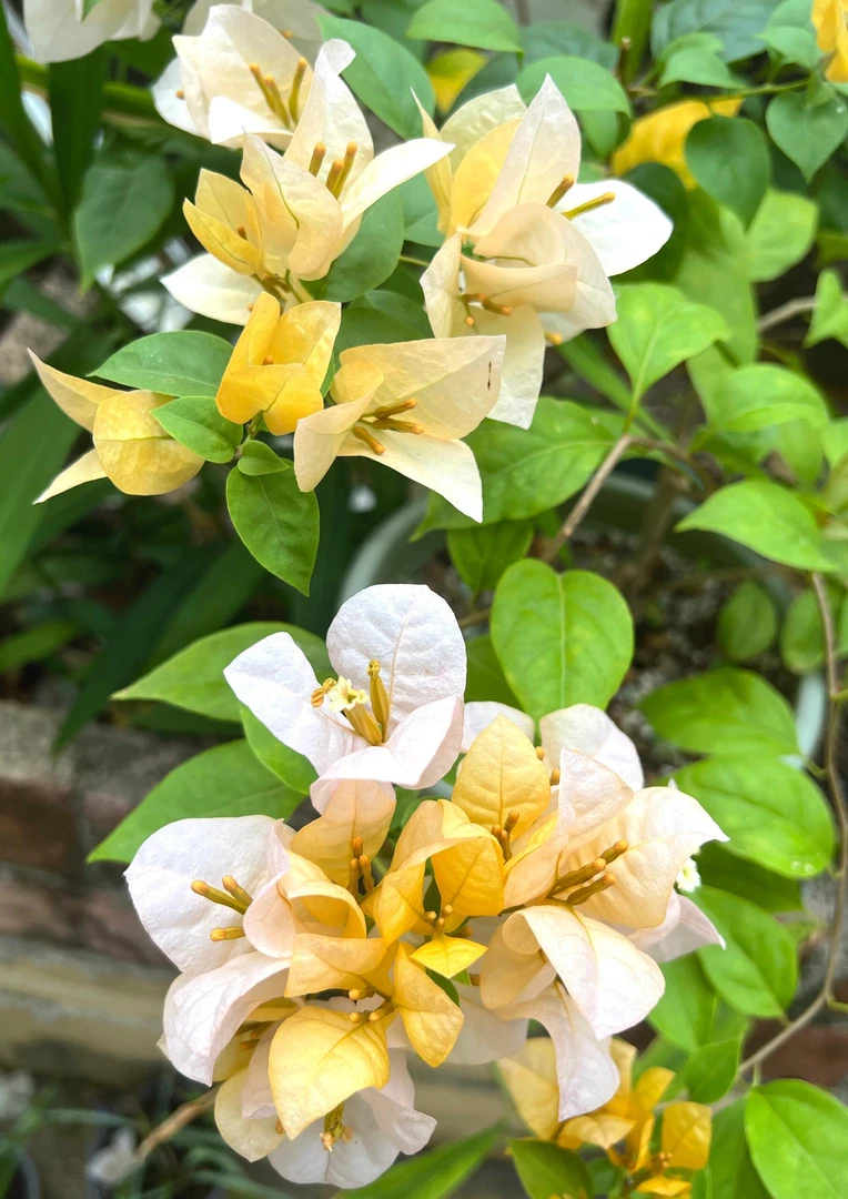 38.8【一物一拍】三角梅四季勤花庭院阳台爬藤盆栽盆景好养