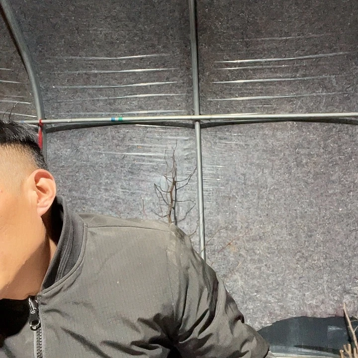 7***社金丝一物一拍树枝