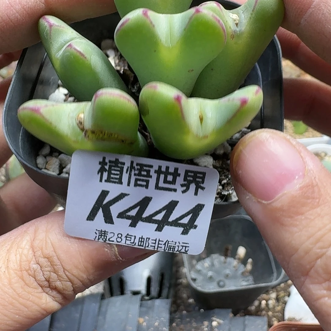 多肉植物的人啊gbbn