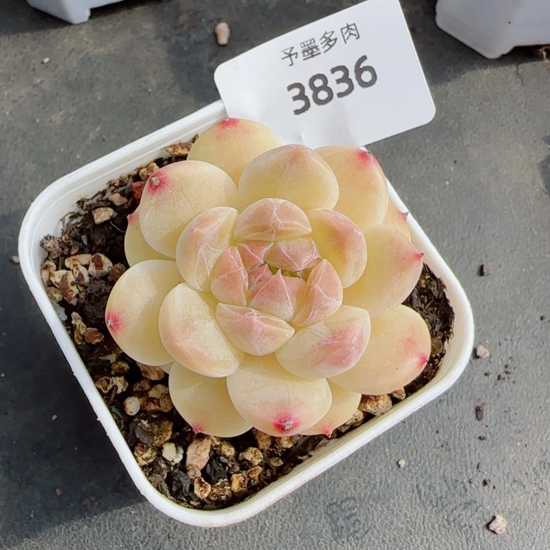 黄冰魄，3836多肉植物