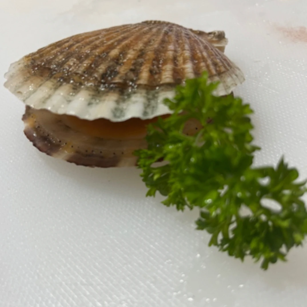 店招牌.大肥扇贝.肉质鲜甜.肥度哇塞