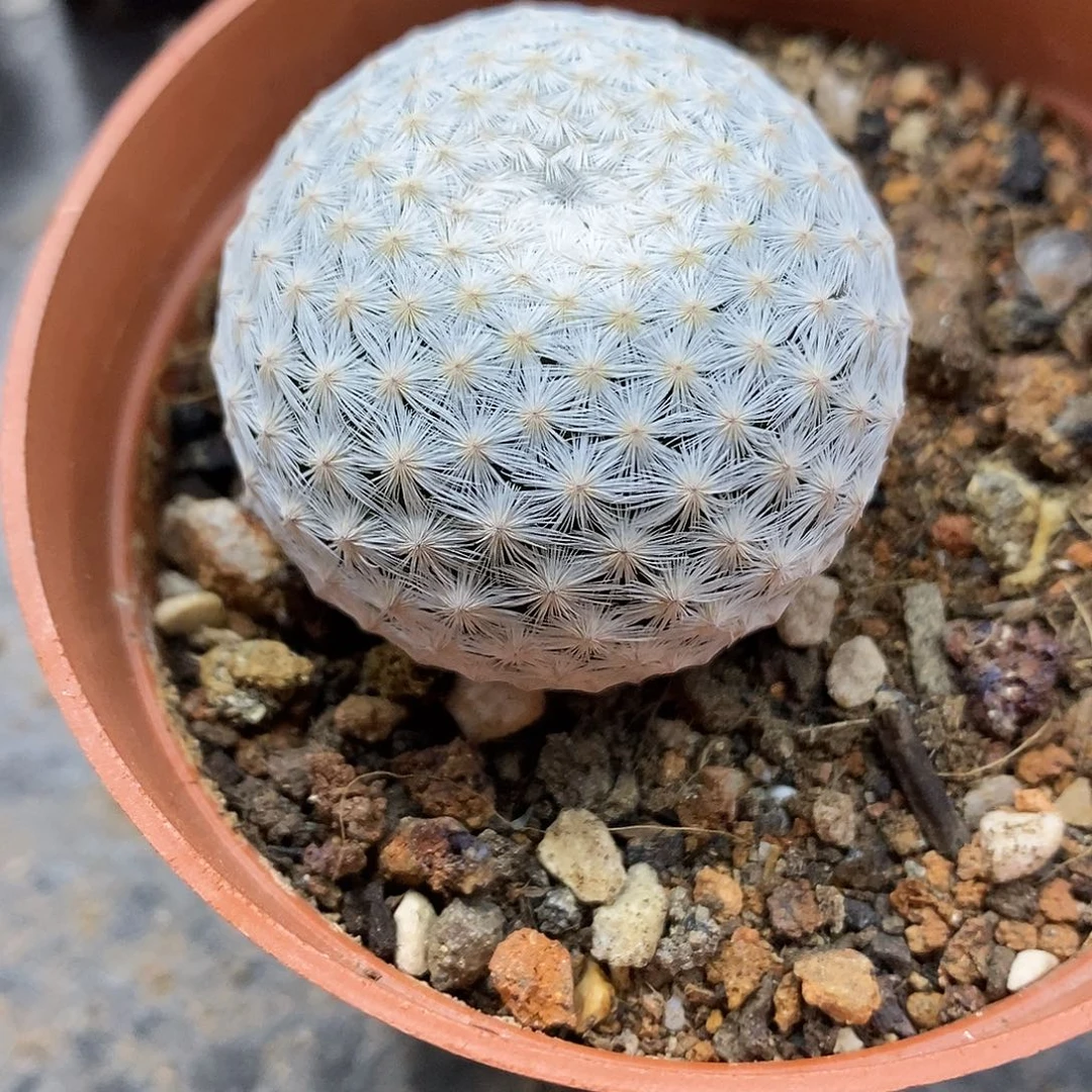 实生  白鸟4公分左右一物一拍