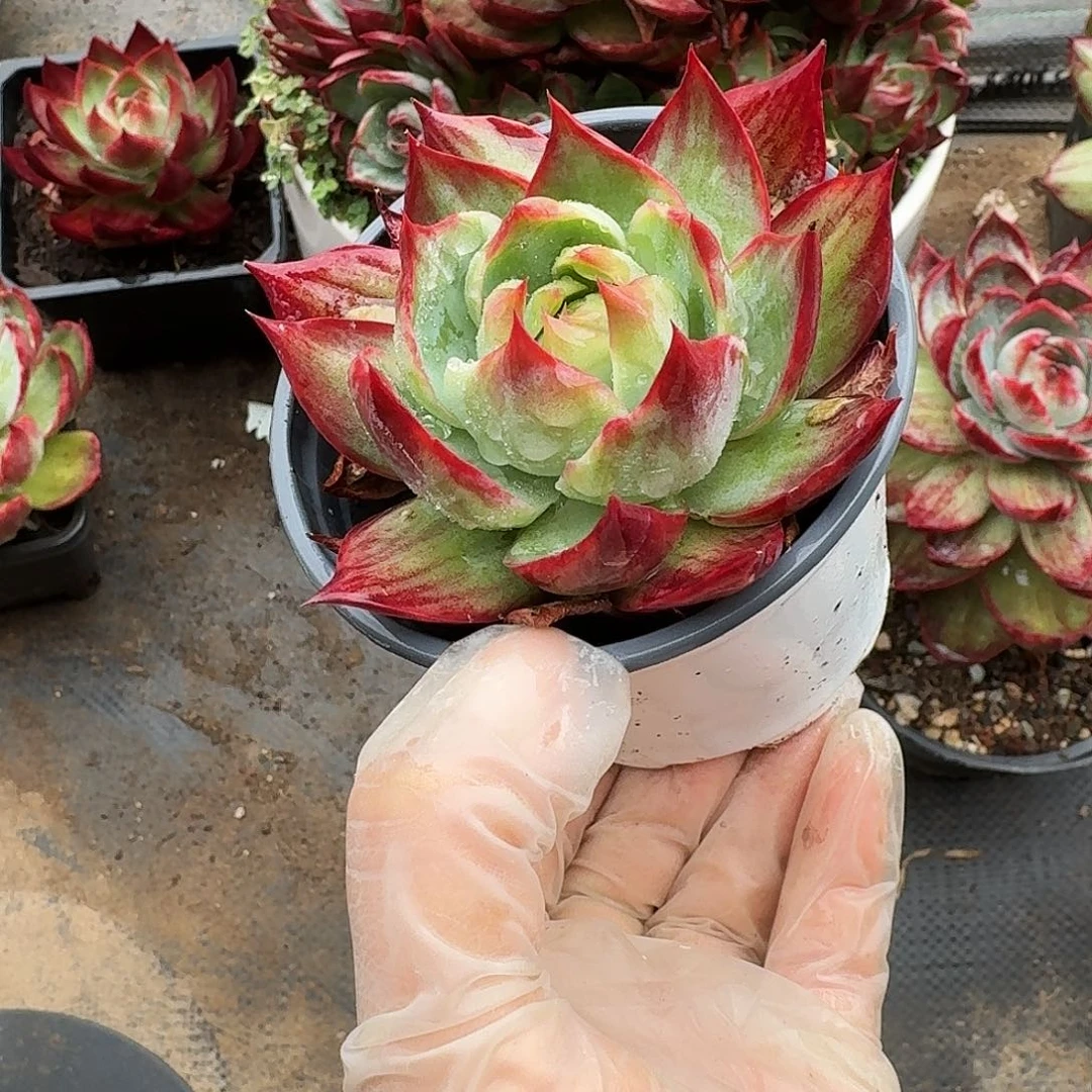 惊鸿仙子量拍拉丝立叶 7 公分左右