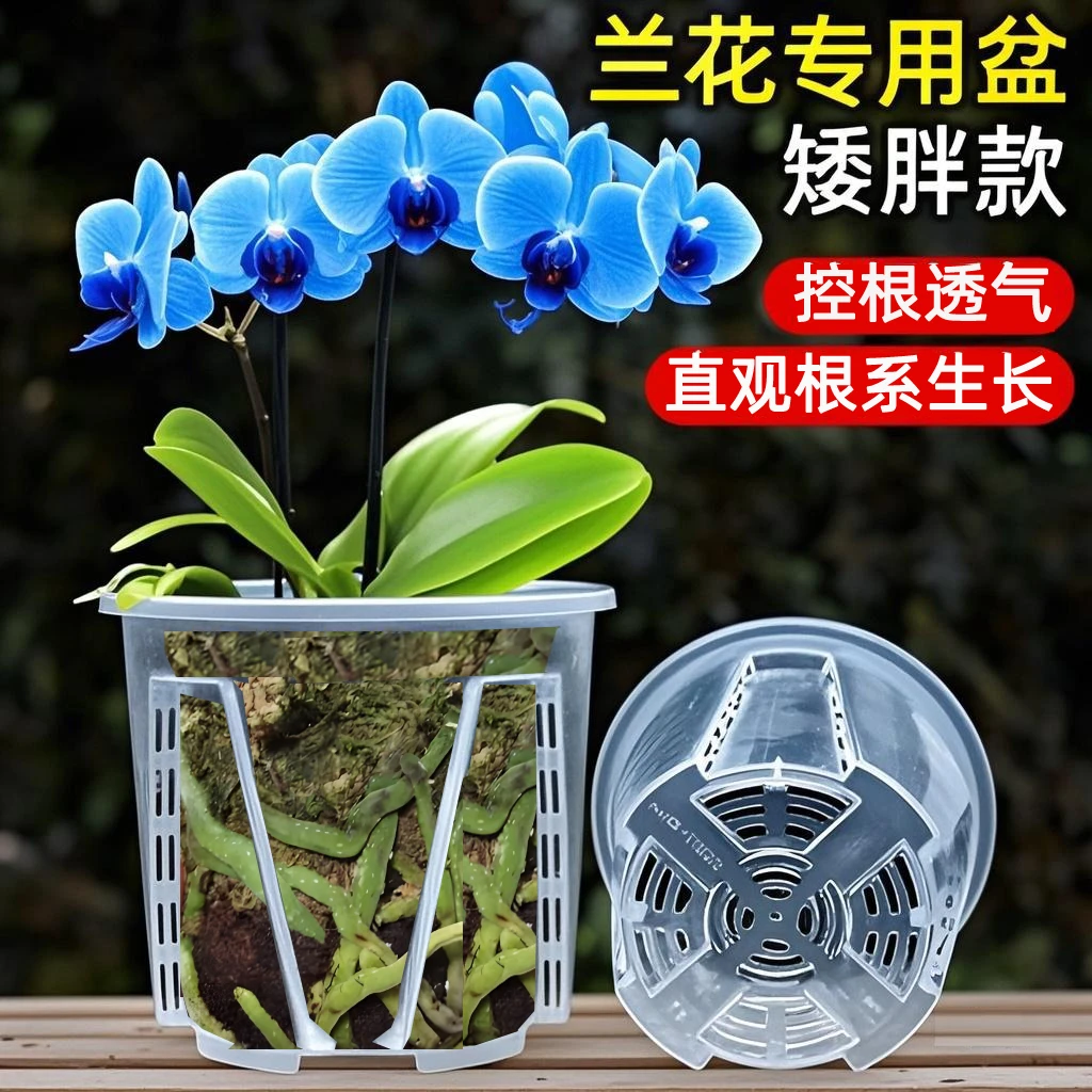 加厚矮款PP花盆塑料透气球根郁金香百合朱顶红藏红花专用大号盆